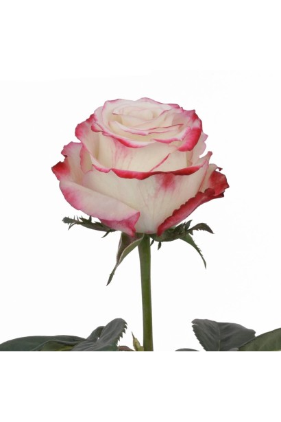 Hybrid tea rose Sweetness